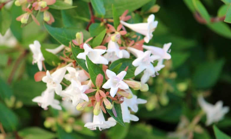 abelia