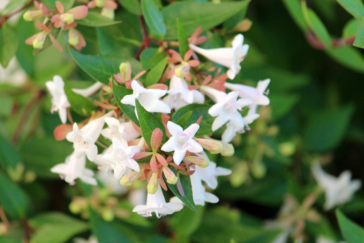 10 Piante in vaso 7x7 Abelia Variegata Bianco Verde Pianta in vaso di Abelia Variegata Bianco Verde