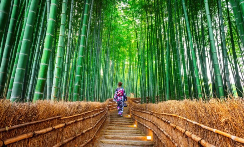 i più bei viali alberati del mondo