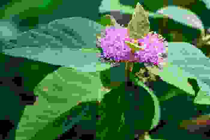 Callicarpa bodinieri