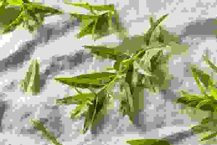 verbena odorosa