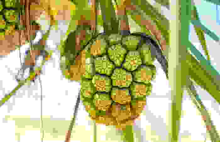 Pandano