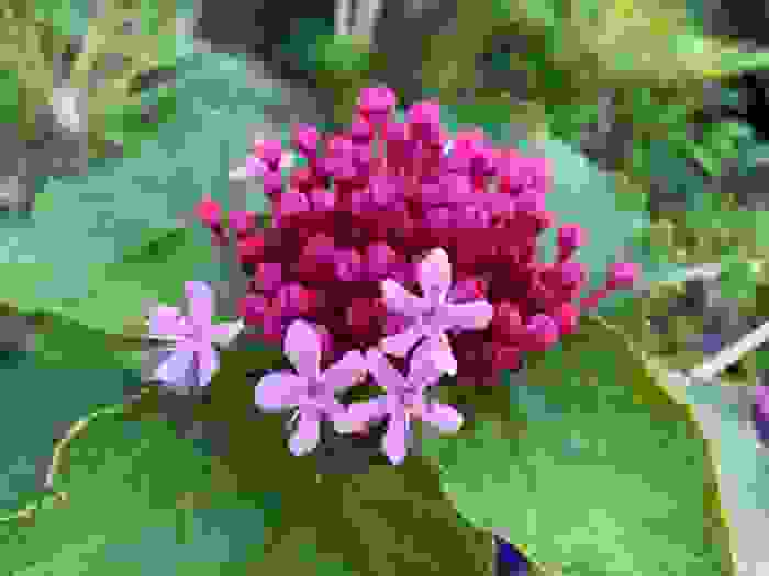 clerodendro