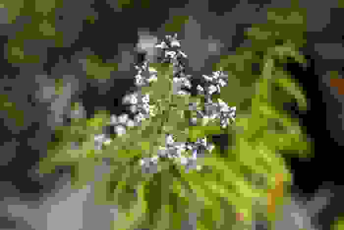 verbena odorosa