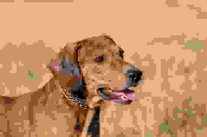 razze di cani italiani enci