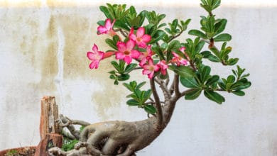 adenium obesum