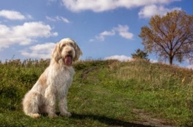 Razze canine italiane: le 16 specie riconosciute dall’ENCI