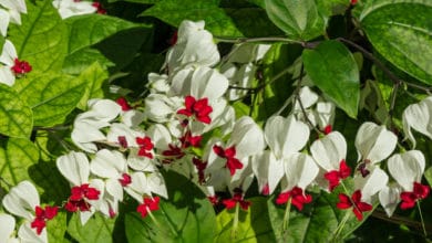 clerodendro