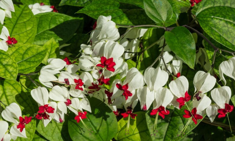 clerodendro
