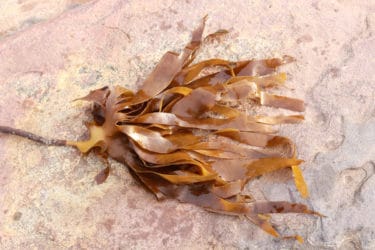 Alga laminaria, rimedio naturale contro l’ipotiroidismo