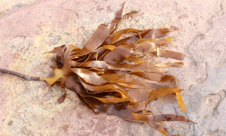 alga laminaria