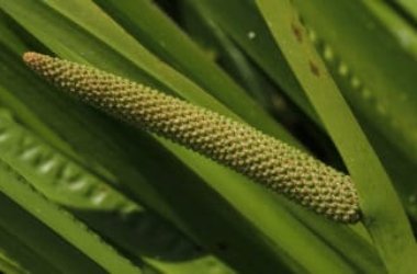 Alla scoperta del Calamo, la pianta acquatica perenne che decora stagni, laghi e acquari