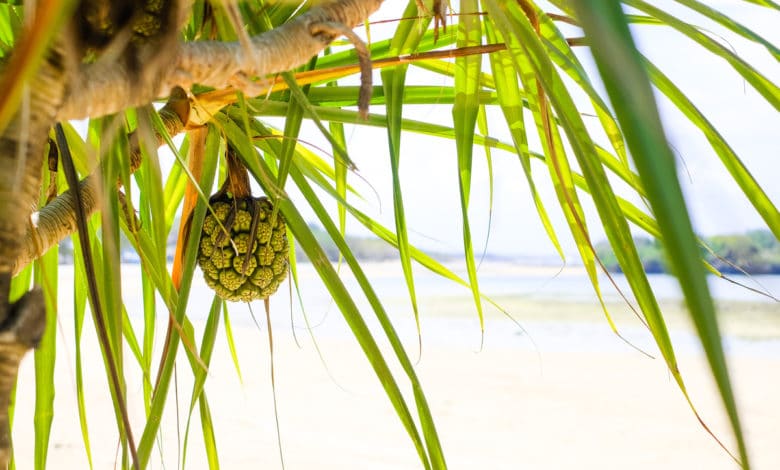 pandano