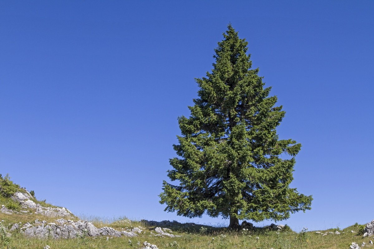 Abete rosso come prendersi cura dell'Albero di Natale Abete rosso come prendersi cura dell'Albero di Natale