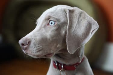 Segugio grigio, il cane elegante e dagli occhi di ghiaccio 