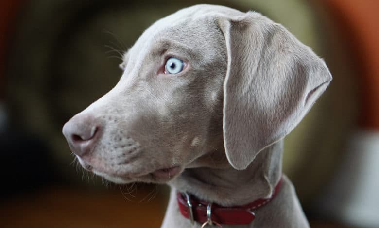 segugio grigio occhi blu