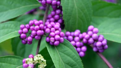 callicarpa