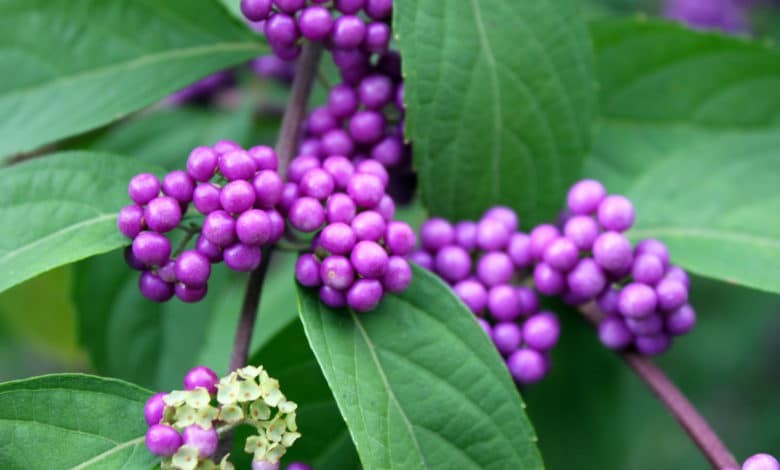 callicarpa