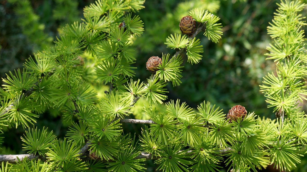 Larice: caratteristiche dell’albero, del suo legno e le sue proprietà