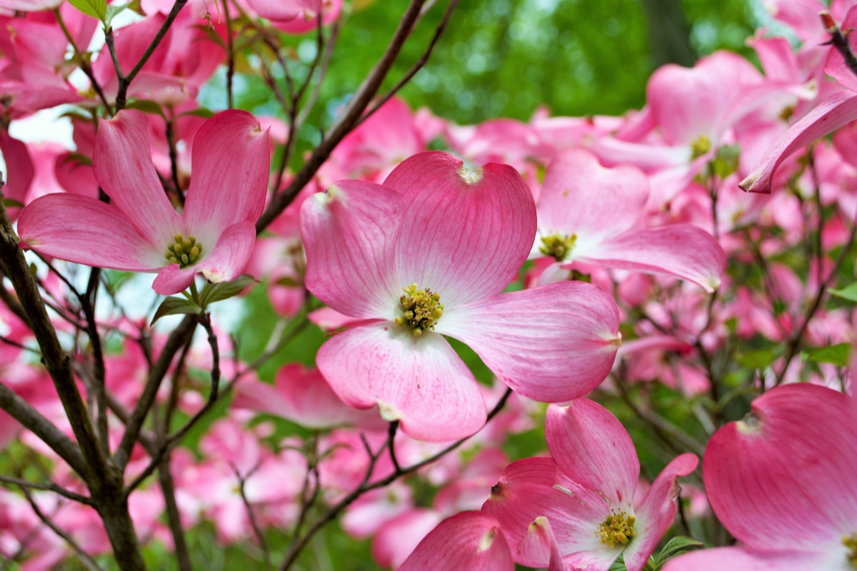 Pianta Di Cornus Florida Rubra - Vaso 24 Cm, Albero Deciduo Con Fiori Rosa, Per Giardino