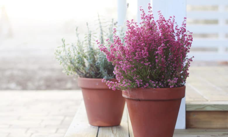 calluna vulgaris