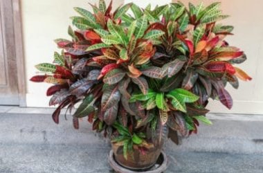 La plante Croton, une plante d'intérieur populaire avec de belles feuilles panachées