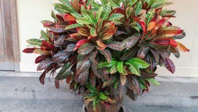 pianta di croton variegato