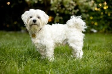 Guida al cane maltese, una delle razze canine italiane riconosciute dall’ENCI
