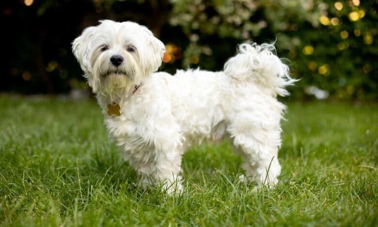 cane maltese