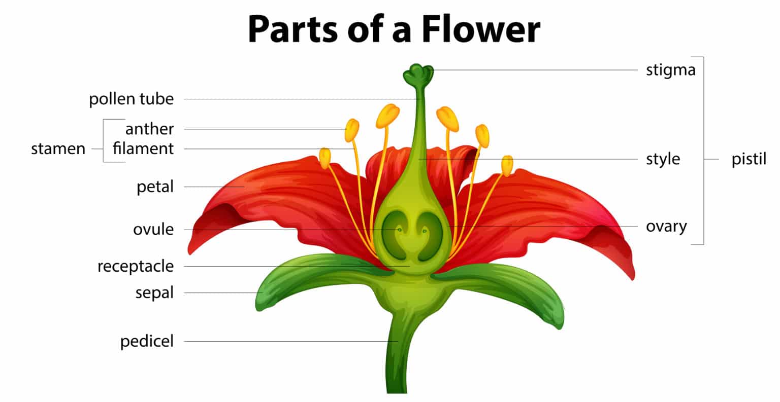 Le parti del fiore scopriamo quali sono e a cosa servono