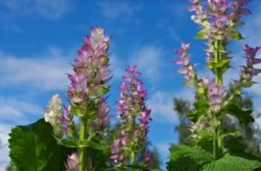 Salvia Sclarea: scopriamo tutti gli utilizzi di questa pianta dall’odore muschiato