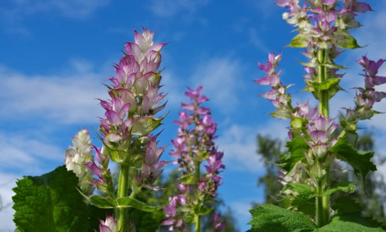 salvia sclarea