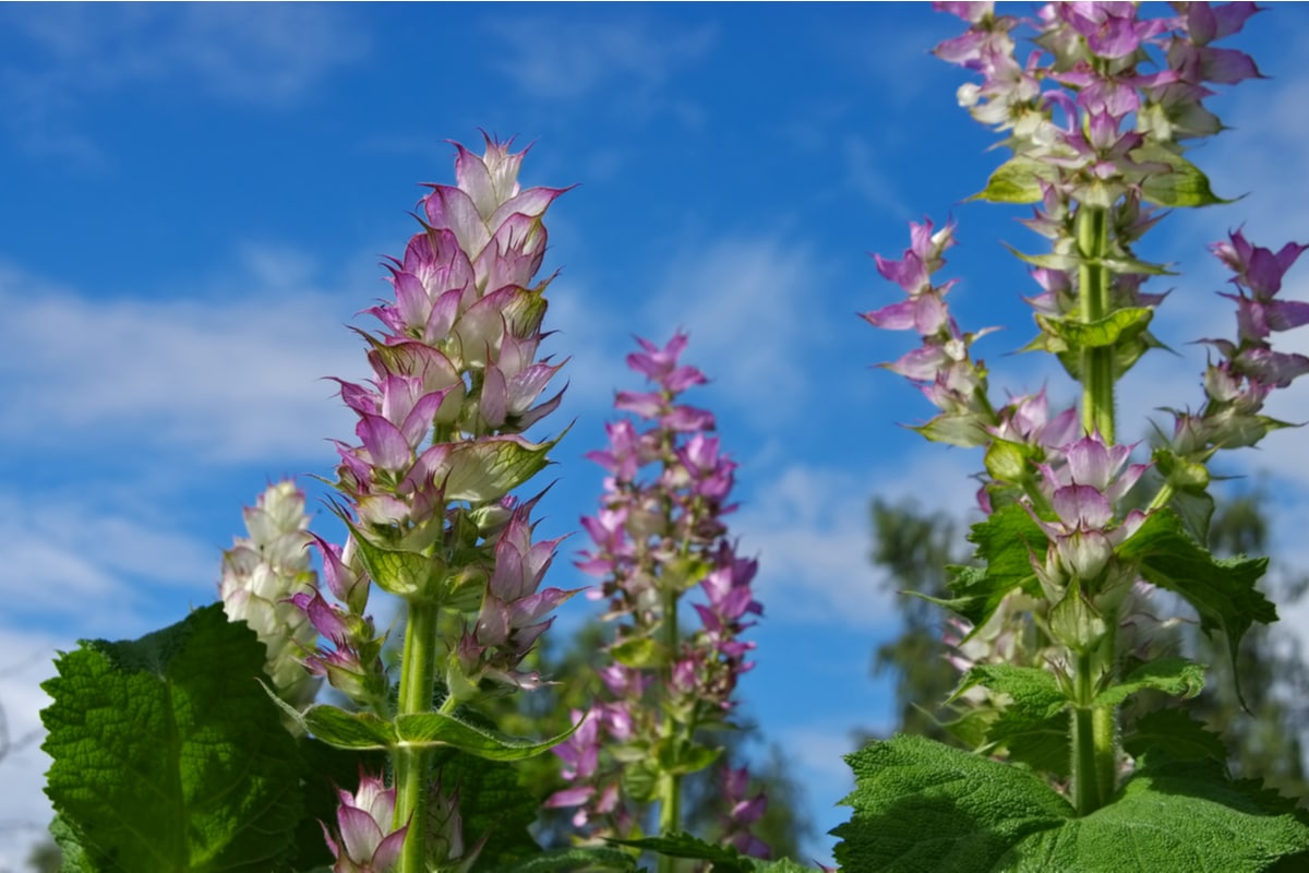 Salvia Sclarea una pianta aromatica dall'effetto