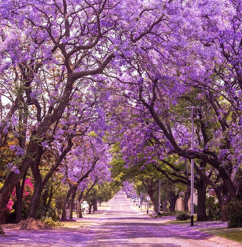 i più bei viali alberati del mondo: Pretoria, Sud Africa