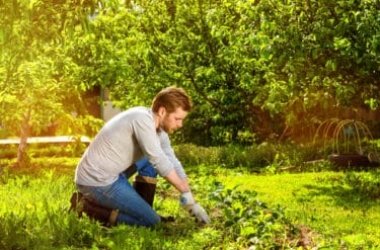 L'éclaircissage, une opération utile pour préserver la végétation luxuriante des plantes et légumes