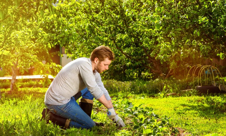 diradamento di piante