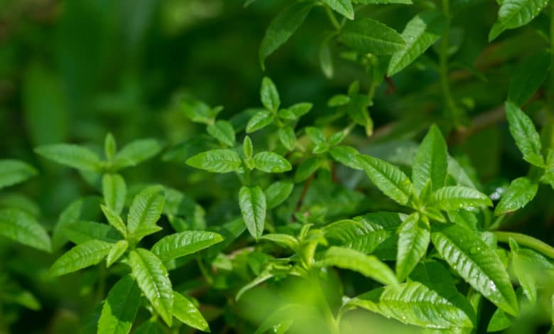verbena odorosa