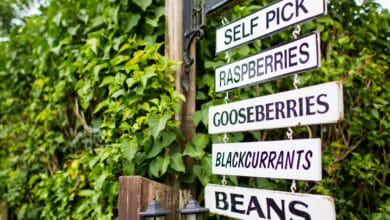 ni raccogliere ciò che è già maturo o comunque pronto per il raccolto. L'autoraccolta di frutta o fiori o verdure ha un grande valore educativo ed è per questo che è molto apprezzato dalle famiglie con bambini piccole perchè permette loro di vivere il contatto con la genuinità della natura che spesso nelle città viene meno. Origini dell'autoraccolta  Il nome autoraccolta viene dal termine inglese “pick your own” che vuol dire prenditi da solo. Già diffuso nei paesi anglosassoni e nell’Europa del nord come vendita diretta di prodotti della terra raccolti in maniera autonoma e acquistati a prezzi decisamente inferiori. Oggi è un fenomeno diffuso anche nella nostra penisola, da Nord a Sud e interessa soprattutto piccoli agricoltori. Sono loro che non sono interessati allo sfruttamento intensivo della terra, ma preferiscono portare avanti un metodo di coltivazione e raccolto più semplice, su bassa scala e spesso praticano l'agricoltura biologica o biodinamica. Autoraccolta: i vantaggi Praticare l'autoraccolta di frutta, verdura e perfino dei fiori, ha diversi vantaggi sia per il proprietario del campo sia per chi raccoglie. Vantaggi per l'agricoltore: assicurarsi comunque un profitto avere clienti fidelizzati diminuire o azzerare i costi della manodopera diminuire o azzerare i costi di trasporto non avere sprechi di prodotto che rimane sulla pianta anche se maturo poter realizzare attività collaterali, ad esempio agriturismo, fattoria didattica, campus per bambini Vantaggi per chi la pratica: acquistare prodotti freschi e bio mangiare sano, etico, consapevole spendere decisamente meno trascorrere momenti a pieno contatto con la natura, con tutta la famiglia riscoprire i ritmi naturali  conoscere o riscoprire la fatica del lavoro manuale Autoraccolta di frutta: dove e come Si tratta di una pratica diffusa in vari settori: nasce per la raccolta dei piccoli frutti, per poi espandersi agli alberi da frutto, alla verdura, fino a interessare anche fiori e piante aromatiche. Vediamo dove è possibile praticarla in Italia e all'estero. In Italia sono tanti gli agricoltori che mettono a disposizione dei clienti la possibilità di partecipare gratuitamente alla raccolta. Ovviamente sono raccolte stagionali per pesche, ciliegie, frutti di bosco, pere, mele, uva. Come si pratica l'autoraccolta La pratica è molto semplice.  Alcuni piccoli coltivatori mettono a disposizione in alcuni orari della giornata il proprio terreno. Di solito vengono forniti all’entrata del cestini e vengono date alcune regole pratiche per la raccolta al fine di ottimizzare il raccolto senza rovinare il campo. Vengono in alcuni casi consegnati anche degli attrezzi del mestiere come forbicioni e guanti…e poi via al raccolto nel pieno rispetto della natura e assaporando il valore della stessa. Alla fine del raccolto il cestino viene portato alla pesa  dove si paga sulla base del proprio raccolto.