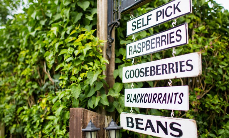 ni raccogliere ciò che è già maturo o comunque pronto per il raccolto. L'autoraccolta di frutta o fiori o verdure ha un grande valore educativo ed è per questo che è molto apprezzato dalle famiglie con bambini piccole perchè permette loro di vivere il contatto con la genuinità della natura che spesso nelle città viene meno. Origini dell'autoraccolta  Il nome autoraccolta viene dal termine inglese “pick your own” che vuol dire prenditi da solo. Già diffuso nei paesi anglosassoni e nell’Europa del nord come vendita diretta di prodotti della terra raccolti in maniera autonoma e acquistati a prezzi decisamente inferiori. Oggi è un fenomeno diffuso anche nella nostra penisola, da Nord a Sud e interessa soprattutto piccoli agricoltori. Sono loro che non sono interessati allo sfruttamento intensivo della terra, ma preferiscono portare avanti un metodo di coltivazione e raccolto più semplice, su bassa scala e spesso praticano l'agricoltura biologica o biodinamica. Autoraccolta: i vantaggi Praticare l'autoraccolta di frutta, verdura e perfino dei fiori, ha diversi vantaggi sia per il proprietario del campo sia per chi raccoglie. Vantaggi per l'agricoltore: assicurarsi comunque un profitto avere clienti fidelizzati diminuire o azzerare i costi della manodopera diminuire o azzerare i costi di trasporto non avere sprechi di prodotto che rimane sulla pianta anche se maturo poter realizzare attività collaterali, ad esempio agriturismo, fattoria didattica, campus per bambini Vantaggi per chi la pratica: acquistare prodotti freschi e bio mangiare sano, etico, consapevole spendere decisamente meno trascorrere momenti a pieno contatto con la natura, con tutta la famiglia riscoprire i ritmi naturali  conoscere o riscoprire la fatica del lavoro manuale Autoraccolta di frutta: dove e come Si tratta di una pratica diffusa in vari settori: nasce per la raccolta dei piccoli frutti, per poi espandersi agli alberi da frutto, alla verdura, fino a interessare anche fiori e piante aromatiche. Vediamo dove è possibile praticarla in Italia e all'estero. In Italia sono tanti gli agricoltori che mettono a disposizione dei clienti la possibilità di partecipare gratuitamente alla raccolta. Ovviamente sono raccolte stagionali per pesche, ciliegie, frutti di bosco, pere, mele, uva. Come si pratica l'autoraccolta La pratica è molto semplice.  Alcuni piccoli coltivatori mettono a disposizione in alcuni orari della giornata il proprio terreno. Di solito vengono forniti all’entrata del cestini e vengono date alcune regole pratiche per la raccolta al fine di ottimizzare il raccolto senza rovinare il campo. Vengono in alcuni casi consegnati anche degli attrezzi del mestiere come forbicioni e guanti…e poi via al raccolto nel pieno rispetto della natura e assaporando il valore della stessa. Alla fine del raccolto il cestino viene portato alla pesa  dove si paga sulla base del proprio raccolto.