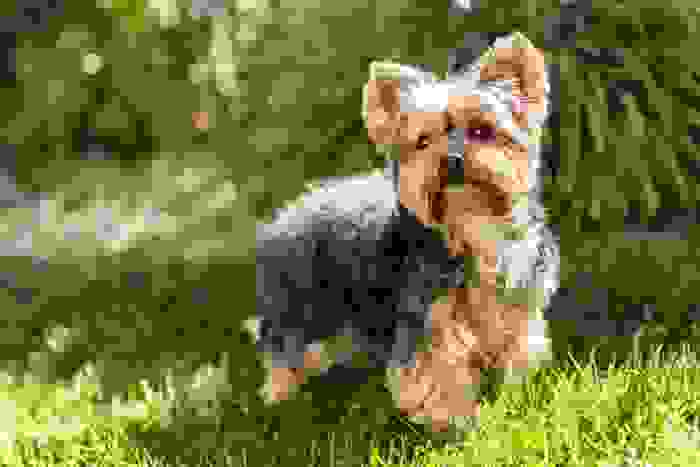 yorkshire terrier cane inglese