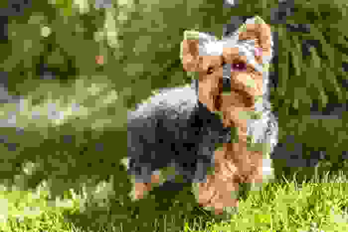 Cane Inglese Razze Piu Famose Caratteristiche E Attitudini