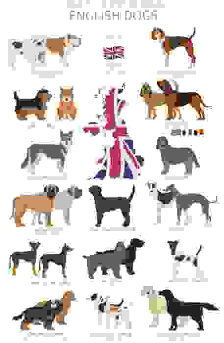 cane inglese infografica