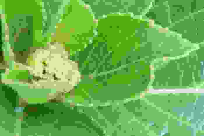fiori verdi Hydrangea paniculata