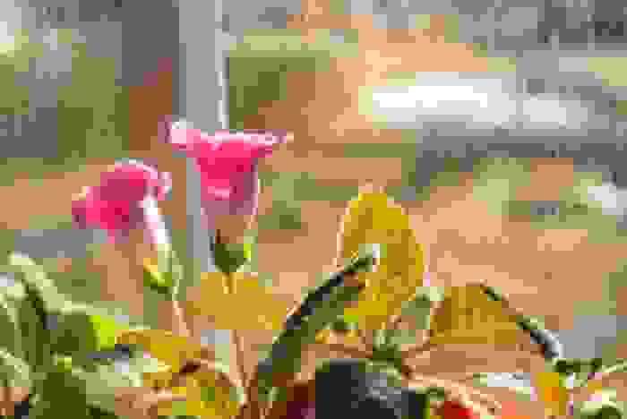 gloxinia