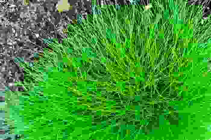 Festuca scoparia