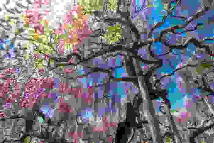 fiori lilla