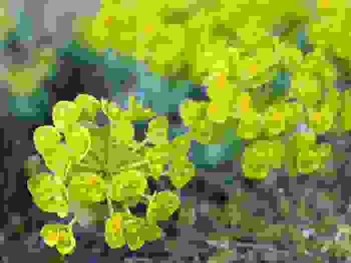 Fiori verdi: Euphorbia myrsinites