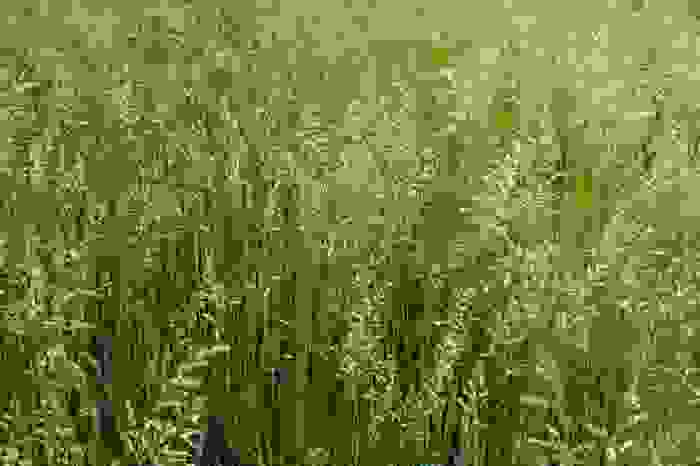 Festuca pratensis