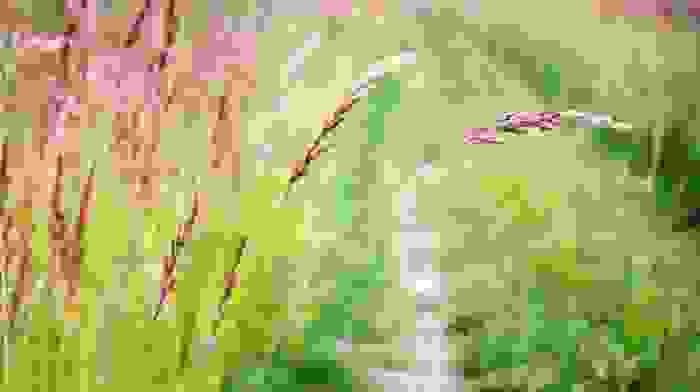Festuca rubra