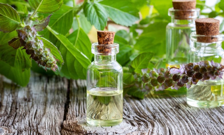 tulsi basilico sacro